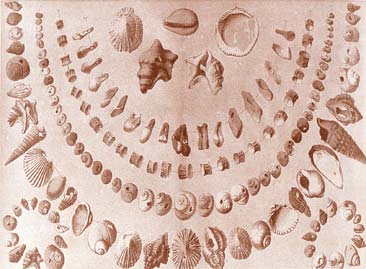 collana preistorica Riviere