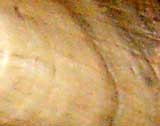 corno