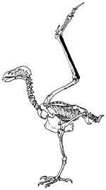 Scheletro d’aquila con indicata la posizione del  cubito o ulna
