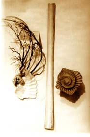 Un cristallo, un corallo, una conchiglia e un fossile
