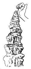 I suoni sono ottenuti percuotendo con le mani o con appositi batacchi per non intaccarle, con la supervisione delle guide speleologiche e il permesso della Soprintendenza Archeologica di Genova