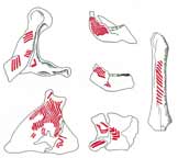 Ossa di mammut di 20.000 anni, da Mezin in Ucraina decorati con disegni geometrici in ocra rossa che sembrano proprio rappresentare delle onde sonore in espansione, indicando il punto dove percuotendole si pongono in vibrazione